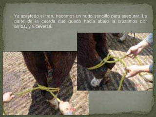o Ya apretado el tren, hacemos un nudo sencillo para asegurar. La
parte de la cuerda que quedó hacia abajo la cruzamos por
arriba, y viceversa.
 