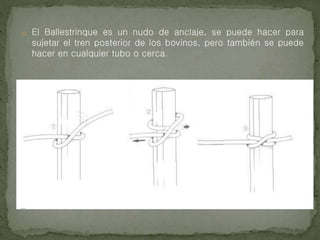 o El Ballestrinque es un nudo de anclaje, se puede hacer para
sujetar el tren posterior de los bovinos, pero también se puede
hacer en cualquier tubo o cerca.
 