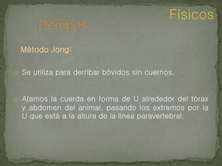 Método Jong:
Físicos
o Se utiliza para derribar bóvidos sin cuernos.
o Atamos la cuerda en forma de U alrededor del tórax
y abdomen del animal, pasando los extremos por la
U que está a la altura de la línea paravertebral.
 
