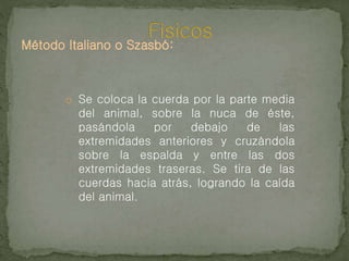 Método Italiano o Szasbó:
o Se coloca la cuerda por la parte media
del animal, sobre la nuca de éste,
pasándola por debajo de las
extremidades anteriores y cruzándola
sobre la espalda y entre las dos
extremidades traseras. Se tira de las
cuerdas hacia atrás, logrando la caída
del animal.
 