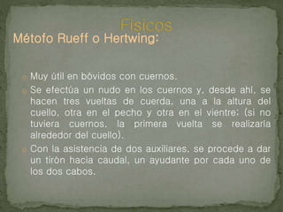 o Muy útil en bóvidos con cuernos.
o Se efectúa un nudo en los cuernos y, desde ahí, se
hacen tres vueltas de cuerda, una a la altura del
cuello, otra en el pecho y otra en el vientre; (si no
tuviera cuernos, la primera vuelta se realizaría
alrededor del cuello).
o Con la asistencia de dos auxiliares, se procede a dar
un tirón hacia caudal, un ayudante por cada uno de
los dos cabos.
Métofo Rueff o Hertwing:
 