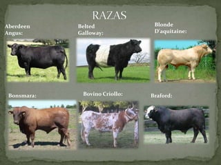 Aberdeen
Angus:
Belted
Galloway:
Blonde
D'aquitaine:
Bonsmara: Bovino Criollo: Braford:
 