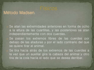 o Se atan las extremidades anteriores en forma de ocho
a la altura de las cuartillas, y las posteriores se atan
independientemente con dos cuerdas.
o Se pasan los extremos libres de las cuerdas por
debajo de las ataduras y por el lado contrario del que
se quiere tirar al animal.
o Se tira hacia atrás de los extremos de las cuerdas a
la vez que un auxiliar gira la cabeza del animal y otro
tira de la cola hacia el lado que se desea derribar.
Método Madsen:
 