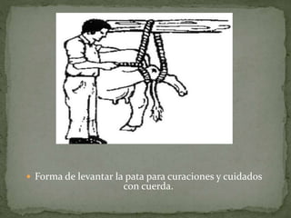  Forma de levantar la pata para curaciones y cuidados
con cuerda.
 