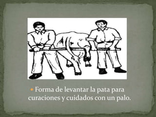  Forma de levantar la pata para
curaciones y cuidados con un palo.
 