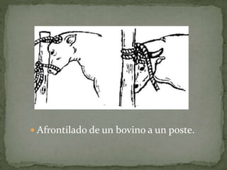  Afrontilado de un bovino a un poste.
 