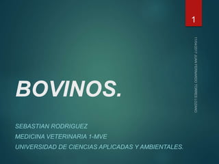 BOVINOS.
SEBASTIAN RODRIGUEZ
MEDICINA VETERINARIA 1-MVE
UNIVERSIDAD DE CIENCIAS APLICADAS Y AMBIENTALES.
1
 