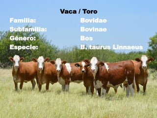 Taxonomía
Vaca / Toro
Familia: Bovidae
Subfamilia: Bovinae
Género: Bos
Especie: B. taurus Linnaeus
 