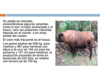 Su pelaje es colorado,
presentándose algunas variantes,
como lo son: el bayo anaranjado y el
hosco, rara vez presentan manchas
blancas en el vientre o en otras
partes del cuerpo.
El color más frecuente es el hosco.
Los pesos adultos de 658 kg. para
machos y 487 para hembras con
altura a la cruz de 145 cm para los
primeros y 141 cm para hembras; la
producción promedia de leche en
lactancias de 225 días, en ordeño
con ternero es de 750 kg.
 