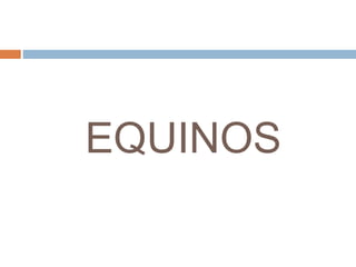 EQUINOS
 