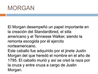 MORGAN
El Morgan desempeñó un papel importante en
la creación del Standardbred, el silla
americano y el Tennesse Walker, siendo la
remonta escogida por él ejercito
norteamericano.
Este caballo fue adquirido por el jinete Justin
Morgan del que heredó el nombre en el año de
1795. El caballo murió y así se creó la raza por
la cruza y entre cruza a cargo de Justin
Morgan.
 