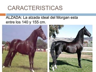 CARACTERISTICAS
ALZADA: La alzada ideal del Morgan esta
entre los 140 y 155 cm.
 