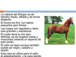 La cabeza del Morgan es de
tamaño medio, afilada y de forma
elegante.
El hocico es fino, con labios
pequeños pero firmes.
Las orejas son regulares y tiene
ojos grandes y expresivos.
El cuello tiene la crín bien
definida, es de longitud media y
musculoso creando un aspecto de
gran poder.
El color es bayo aunque también
puede ser negro, castaño y
alazán.
Esta raza se utiliza para el salto,
el adiestramiento, y la caza siendo
 