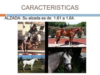 CARACTERISTICAS
ALZADA: Su alzada es de 1.61 a 1.64.
 