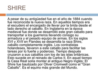 SHIRE
A pesar de su antigüedad fue en el año de 1884 cuando
fue reconocida la nueva raza. En aquellos tiempos era
el escudero el encargado de llevar por la brida desde el
lado derecho al caballo. En Inglaterra en la época
medieval fue donde se desarrolló este gran caballo para
transportar a los guerreros llevando consigo su
armadura y el pesado equipo de armas. En los siglos
XVI y XVII en Flandes se desarrolla la raza Shire,
caballo completamente inglés. Los contratistas
holandeses, llevaron a este caballo para facilitar las
tareas por lo fuerte y poderoso. Tiempo después
cruzaron a sus caballos con los de las islas británicas.
Esto sucede en el reinado de Carlos II. En aquel tiempo
la Casa Real solía montar al antiguo Negro Inglés; El
Shire fue bautizado por Oliver Cromwell como el "Gran
Caballo". Es el equino más grande del Mundo.
 