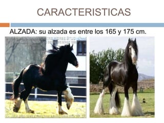 CARACTERISTICAS
ALZADA: su alzada es entre los 165 y 175 cm.
 