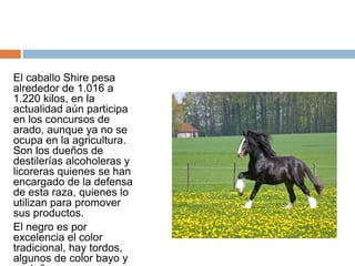 El caballo Shire pesa
alrededor de 1.016 a
1.220 kilos, en la
actualidad aún participa
en los concursos de
arado, aunque ya no se
ocupa en la agricultura.
Son los dueños de
destilerías alcoholeras y
licoreras quienes se han
encargado de la defensa
de esta raza, quienes lo
utilizan para promover
sus productos.
El negro es por
excelencia el color
tradicional, hay tordos,
algunos de color bayo y
 