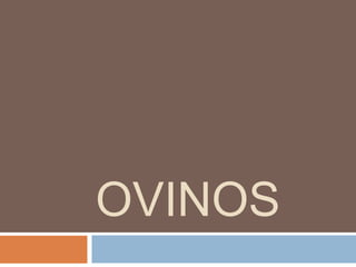 OVINOS
 