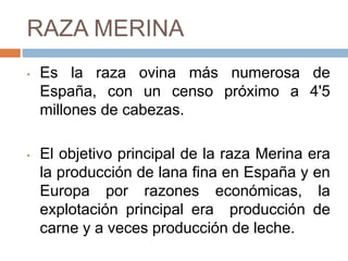RAZA MERINA
• Es la raza ovina más numerosa de
España, con un censo próximo a 4'5
millones de cabezas.
• El objetivo principal de la raza Merina era
la producción de lana fina en España y en
Europa por razones económicas, la
explotación principal era producción de
carne y a veces producción de leche.
 