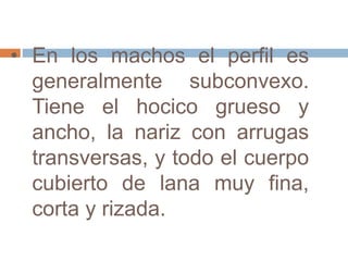 • En los machos el perfil es
generalmente subconvexo.
Tiene el hocico grueso y
ancho, la nariz con arrugas
transversas, y todo el cuerpo
cubierto de lana muy fina,
corta y rizada.
 