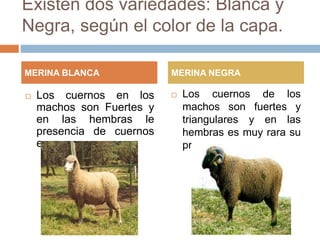 Existen dos variedades: Blanca y
Negra, según el color de la capa.
 Los cuernos en los
machos son Fuertes y
en las hembras le
presencia de cuernos
es muy raro.
 Los cuernos de los
machos son fuertes y
triangulares y en las
hembras es muy rara su
presencia.
MERINA BLANCA MERINA NEGRA
 