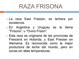 RAZA FRISONA
 La raza East Friesian, es lechera por
excelencia.
 En Argentina y Uruguay se la llama
"Frisona", u "Ovino Frisón".
 Esta raza es originaria de las provincias de
Friesiand en Holanda, y East Friesian en
Alemania. Es reconocida como la mejor
productora de leche del mundo, pero en
zonas sin altas temperaturas.
 