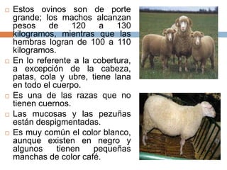  Estos ovinos son de porte
grande; los machos alcanzan
pesos de 120 a 130
kilogramos, mientras que las
hembras logran de 100 a 110
kilogramos.
 En lo referente a la cobertura,
a excepción de la cabeza,
patas, cola y ubre, tiene lana
en todo el cuerpo.
 Es una de las razas que no
tienen cuernos.
 Las mucosas y las pezuñas
están despigmentadas.
 Es muy común el color blanco,
aunque existen en negro y
algunos tienen pequeñas
manchas de color café.
 