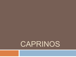 CAPRINOS
 