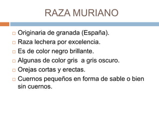 RAZA MURIANO
 Originaria de granada (España).
 Raza lechera por excelencia.
 Es de color negro brillante.
 Algunas de color gris a gris oscuro.
 Orejas cortas y erectas.
 Cuernos pequeños en forma de sable o bien
sin cuernos.
 