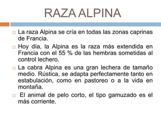 RAZA ALPINA
 La raza Alpina se cría en todas las zonas caprinas
de Francia.
 Hoy día, la Alpina es la raza más extendida en
Francia con el 55 % de las hembras sometidas al
control lechero.
 La cabra Alpina es una gran lechera de tamaño
medio. Rústica, se adapta perfectamente tanto en
estabulación, como en pastoreo o a la vida en
montaña.
 El animal de pelo corto, el tipo gamuzado es el
más corriente.
 