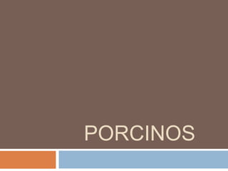 PORCINOS
 