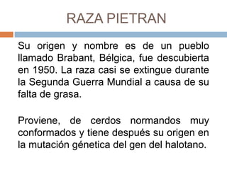 RAZA PIETRAN
Su origen y nombre es de un pueblo
llamado Brabant, Bélgica, fue descubierta
en 1950. La raza casi se extingue durante
la Segunda Guerra Mundial a causa de su
falta de grasa.
Proviene, de cerdos normandos muy
conformados y tiene después su origen en
la mutación génetica del gen del halotano.
 