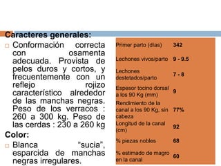 Caracteres generales:
 Conformación correcta
con osamenta
adecuada. Provista de
pelos duros y cortos, y
frecuentemente con un
reflejo rojizo
característico alrededor
de las manchas negras.
Peso de los verracos :
260 a 300 kg. Peso de
las cerdas : 230 a 260 kg
Color:
 Blanca “sucia”,
esparcida de manchas
negras irregulares.
Primer parto (días) 342
Lechones vivos/parto 9 - 9.5
Lechones
destetados/parto
7 - 8
Espesor tocino dorsal
a los 90 Kg (mm)
9
Rendimiento de la
canal a los 90 Kg, sin
cabeza
77%
Longitud de la canal
(cm)
92
% piezas nobles 68
% estimado de magro
en la canal
60
ATOS PRODUCTIVOS
IV - APTITUDES
 