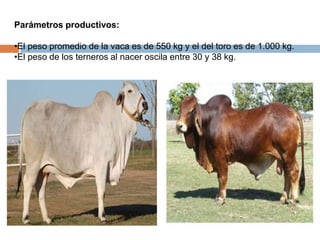Parámetros productivos:
•El peso promedio de la vaca es de 550 kg y el del toro es de 1.000 kg.
•El peso de los terneros al nacer oscila entre 30 y 38 kg.
 