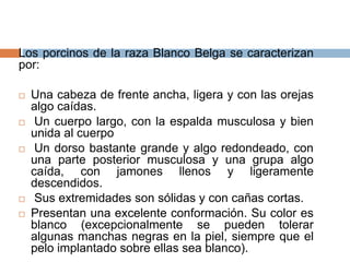 Los porcinos de la raza Blanco Belga se caracterizan
por:
 Una cabeza de frente ancha, ligera y con las orejas
algo caídas.
 Un cuerpo largo, con la espalda musculosa y bien
unida al cuerpo
 Un dorso bastante grande y algo redondeado, con
una parte posterior musculosa y una grupa algo
caída, con jamones llenos y ligeramente
descendidos.
 Sus extremidades son sólidas y con cañas cortas.
 Presentan una excelente conformación. Su color es
blanco (excepcionalmente se pueden tolerar
algunas manchas negras en la piel, siempre que el
pelo implantado sobre ellas sea blanco).
 