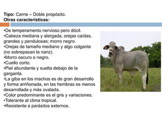 Tipo: Carne – Doble propósito.
Otras características:
•De temperamento nervioso pero dócil.
•Cabeza mediana y alargada, orejas caídas,
grandes y pendulosas; morro negro.
•Orejas de tamaño mediano y algo colgante
(no sobrepasan la nariz).
•Morro oscuro o negro.
•Cuello corto.
•Piel abundante y suelta debajo de la
garganta.
•La giba en los machos es de gran desarrollo
y forma arriñonada, en las hembras es menos
desarrollada y más ovalada.
•Color predominante es el gris y variaciones.
•Tolerante al clima tropical.
•Resistente a parásitos externos.
 