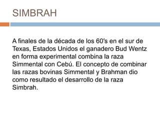 SIMBRAH
A finales de la década de los 60′s en el sur de
Texas, Estados Unidos el ganadero Bud Wentz
en forma experimental combina la raza
Simmental con Cebú. El concepto de combinar
las razas bovinas Simmental y Brahman dio
como resultado el desarrollo de la raza
Simbrah.
 