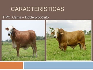 CARACTERISTICAS
TIPO: Carne – Doble propósito.
 