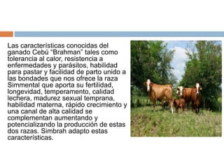 Las características conocidas del
ganado Cebú “Brahman” tales como
tolerancia al calor, resistencia a
enfermedades y parásitos, habilidad
para pastar y facilidad de parto unido a
las bondades que nos ofrece la raza
Simmental que aporta su fertilidad,
longevidad, temperamento, calidad
lechera, madurez sexual temprana,
habilidad materna, rápido crecimiento y
una canal de alta calidad se
complementan aumentando y
potencializando la producción de estas
dos razas. Simbrah adapto estas
características.
 