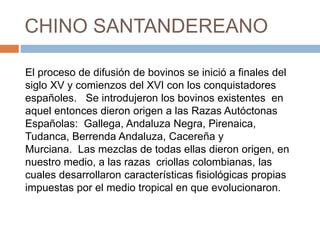 CHINO SANTANDEREANO
El proceso de difusión de bovinos se inició a finales del
siglo XV y comienzos del XVI con los conquistadores
españoles. Se introdujeron los bovinos existentes en
aquel entonces dieron origen a las Razas Autóctonas
Españolas: Gallega, Andaluza Negra, Pirenaica,
Tudanca, Berrenda Andaluza, Cacereña y
Murciana. Las mezclas de todas ellas dieron origen, en
nuestro medio, a las razas criollas colombianas, las
cuales desarrollaron características fisiológicas propias
impuestas por el medio tropical en que evolucionaron.
 