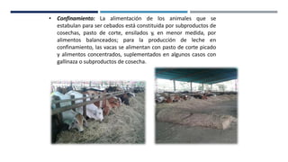 • Confinamiento: La alimentación de los animales que se
estabulan para ser cebados está constituida por subproductos de
cosechas, pasto de corte, ensilados y, en menor medida, por
alimentos balanceados; para la producción de leche en
confinamiento, las vacas se alimentan con pasto de corte picado
y alimentos concentrados, suplementados en algunos casos con
gallinaza o subproductos de cosecha.
 