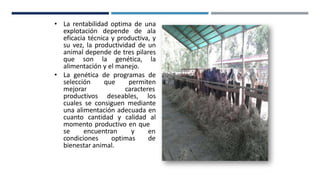 • La rentabilidad optima de una
explotación depende de ala
eficacia técnica y productiva, y
su vez, la productividad de un
animal depende de tres pilares
que son la genética, la
alimentación y el manejo.
• La genética de programas de
selección que permiten
mejorar caracteres
productivos deseables, los
cuales se consiguen mediante
una alimentación adecuada en
cuanto cantidad y calidad al
momento productivo en que
se encuentran y en
condiciones optimas de
bienestar animal.
 