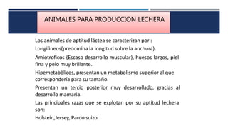 ANIMALES PARA PRODUCCION LECHERA
Los animales de aptitud láctea se caracterizan por :
Longilìneos(predomina la longitud sobre la anchura).
Amiotroficos (Escaso desarrollo muscular), huesos largos, piel
fina y pelo muy brillante.
Hipemetabòlicos, presentan un metabolismo superior al que
correspondería para su tamaño.
Presentan un tercio posterior muy desarrollado, gracias al
desarrollo mamaria.
Las principales razas que se explotan por su aptitud lechera
son:
Holstein,Jersey, Pardo suizo.
 
