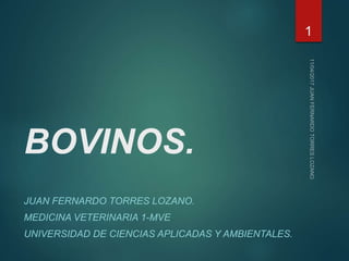 BOVINOS.
JUAN FERNARDO TORRES LOZANO.
MEDICINA VETERINARIA 1-MVE
UNIVERSIDAD DE CIENCIAS APLICADAS Y AMBIENTALES.
1
 