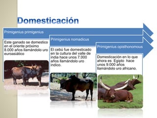 Primigenius primigenius
Este ganado se domestico
en el oriente próximo
8.000 años llamándolo uro
euroasiático
Primigenius nomadicus
El cebú fue domesticado
en la cultura del valle de
india hace unos 7.000
años llamándolo uro
indico.
Primigenius opisthonomous
Domesticación en lo que
ahora es Egipto hace
unos 9.000 años
llamándolo uro africano.
 
