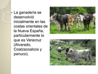  La ganadería se
desenvolvió
inicialmente en las
costas orientales de
la Nueva España,
particularmente lo
que es Veracruz
(Alvarado,
Coatzacoalcos y
panuco).
 