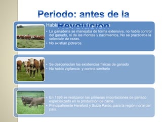 Había una ganadería prospera
• La ganadería se manejaba de forma extensiva, no había control
del ganado, ni de las montas y nacimientos, No se practicaba la
selección de razas.
• No existían potreros.
• Se desconocían las existencias físicas de ganado
• No había vigilancia y control sanitario
• En 1896 se realizaron las primeras importaciones de ganado
especializado en la producción de carne
• Principalmente Hereford y Suizo Pardo, para la región norte del
país.
 