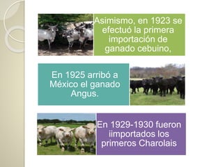 Asimismo, en 1923 se
efectuó la primera
importación de
ganado cebuino,
En 1925 arribó a
México el ganado
Angus.
En 1929-1930 fueron
iimportados los
primeros Charolais
 