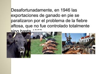 Desafortunadamente, en 1946 las
exportaciones de ganado en pie se
paralizaron por el problema de la fiebre
aftosa, que no fue controlado totalmente
sino hasta 1957.
 