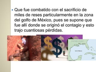  Que fue combatido con el sacrificio de
miles de reses particularmente en la zona
del golfo de México, pues se supone que
fue allí donde se originó el contagio y esto
trajo cuantiosas pérdidas.
 